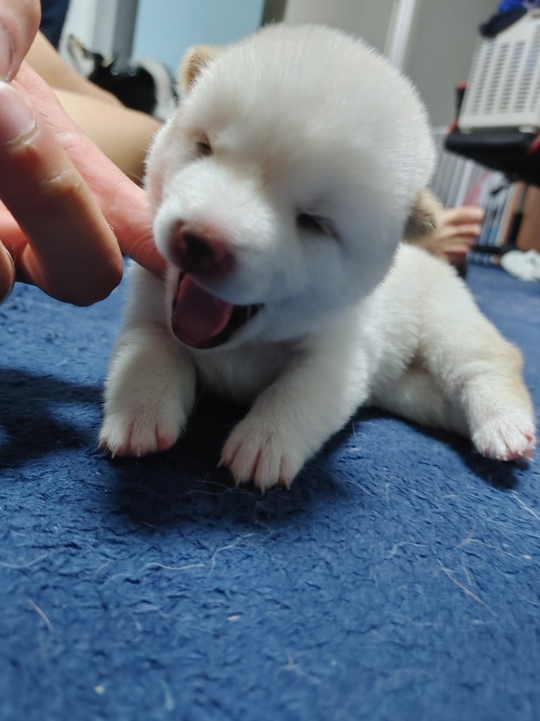 생후 1개월 15일 이후부터 5개월까지는 아기 강아지의 성장이 가장 폭발적