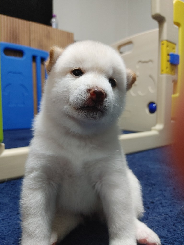 아기 강아지의 위는 매우 작고 소화 능력이 미숙