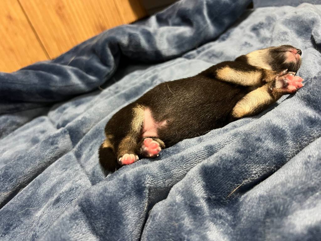 강아지 애기 시절 발바닥