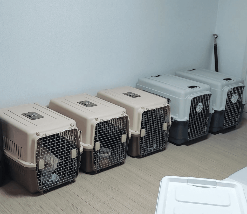 반드시 분리 급여해야하는 다견가정