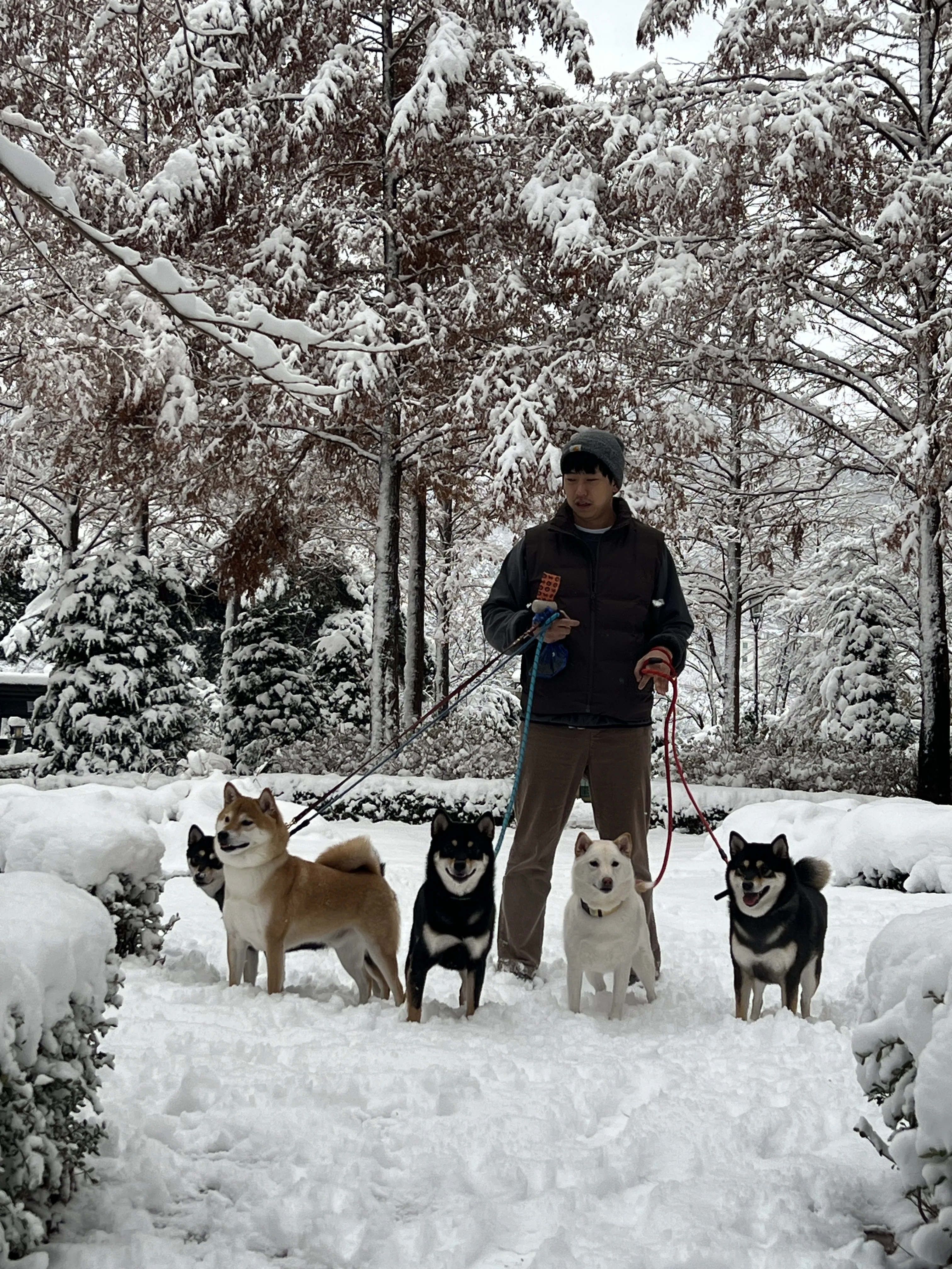 SHIBA FAMILY - 시바패밀리