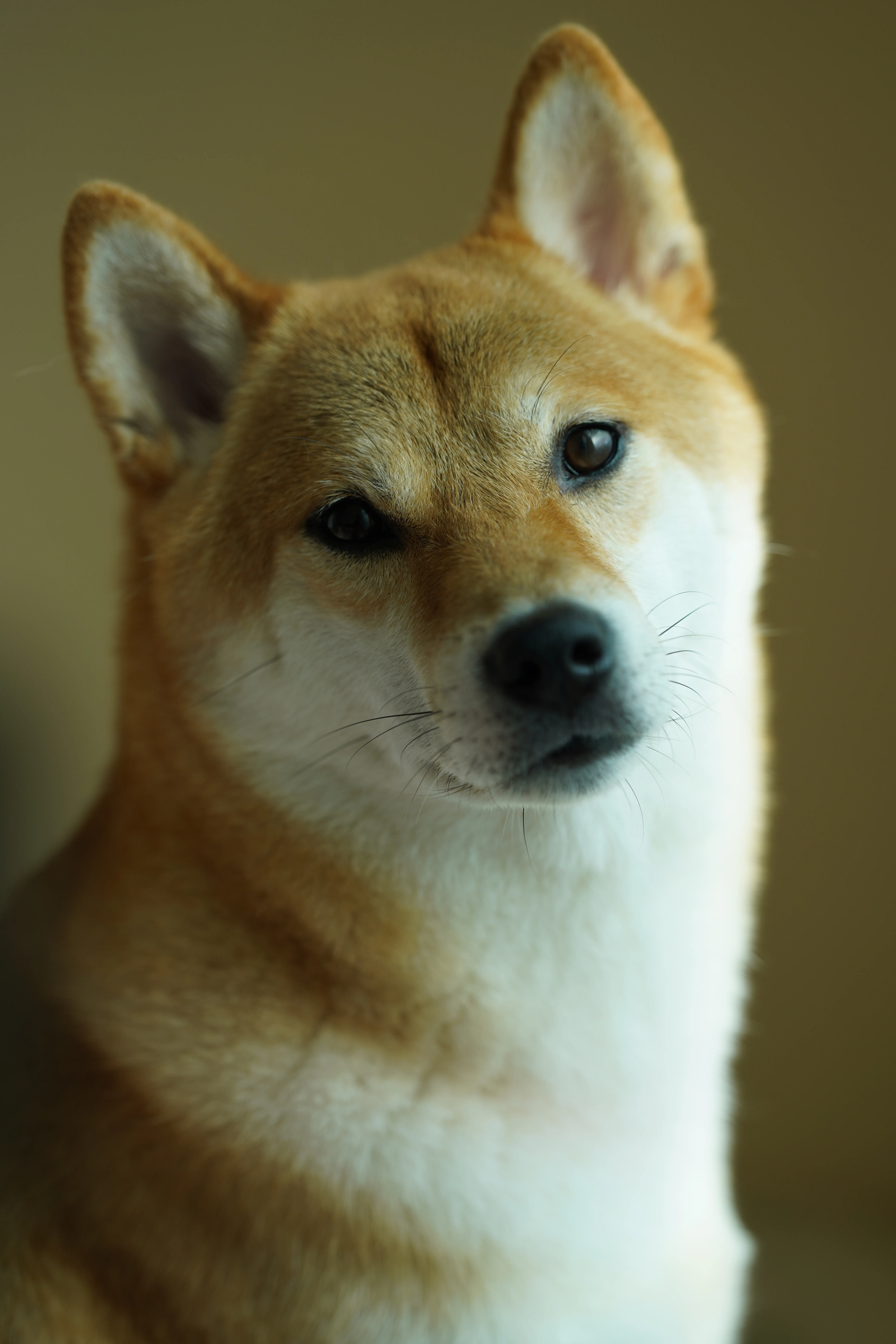 SHIBA SHIBAINU DAD LORDY