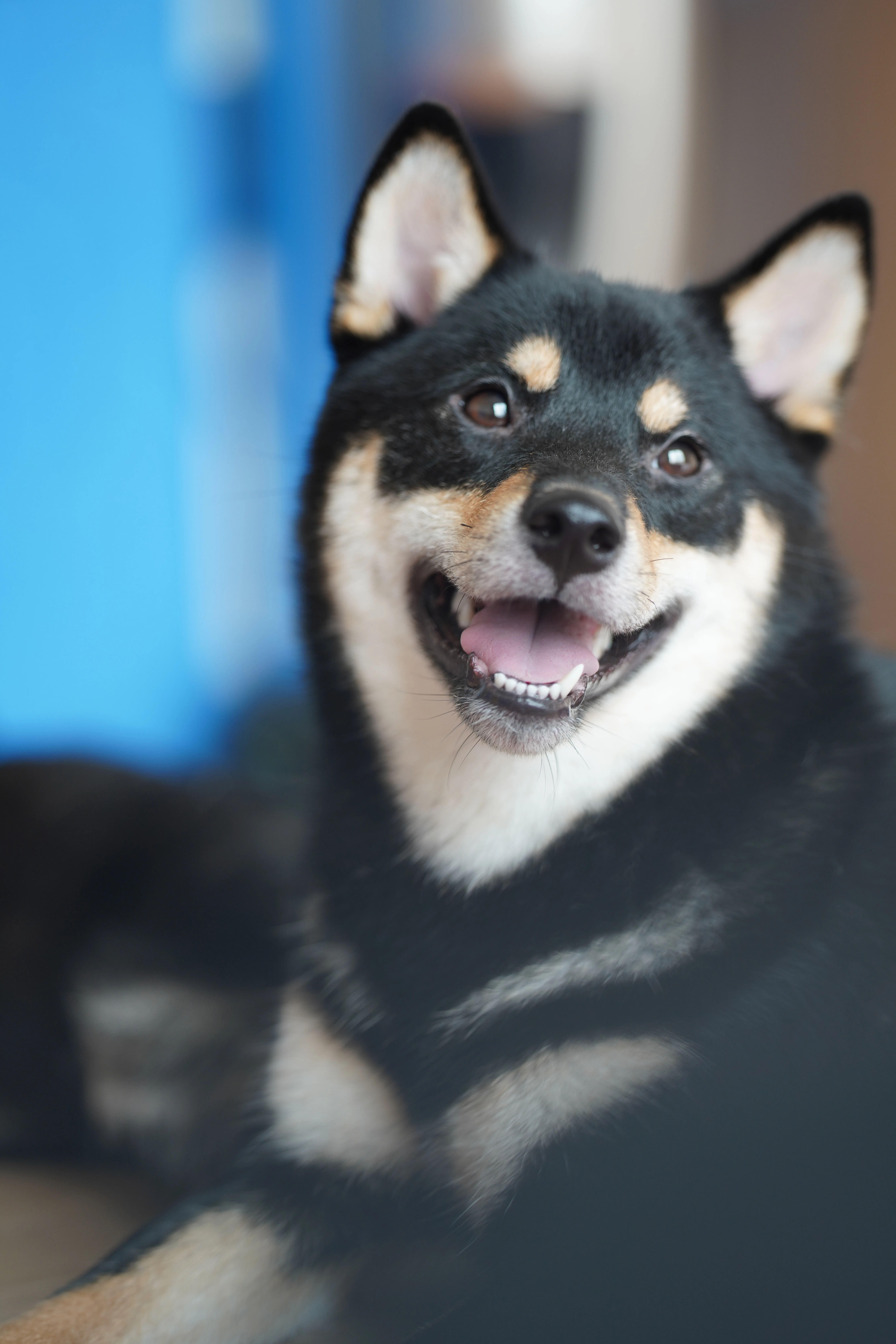 SHIBA SHIBAINU MAX