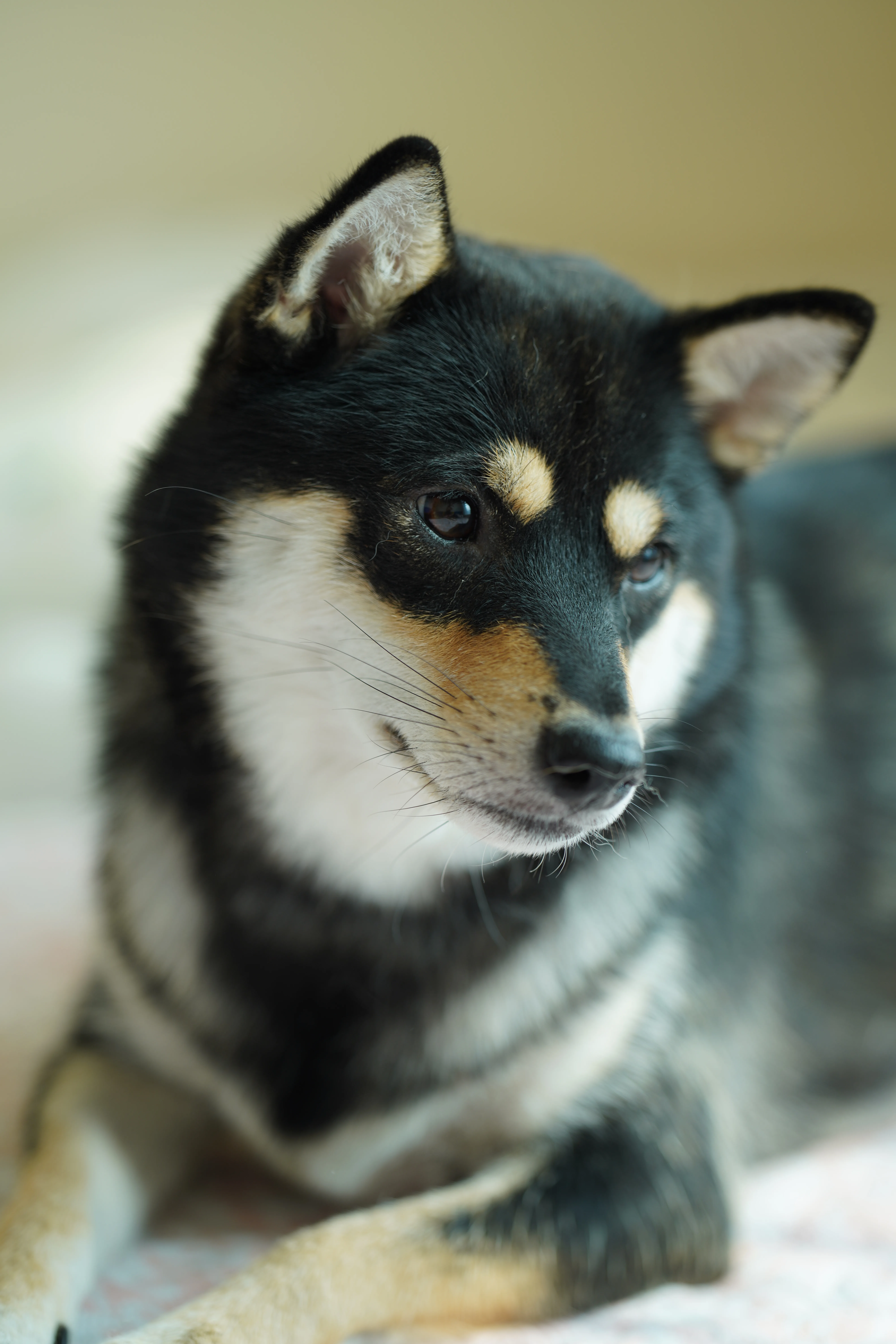SHIBA SHIBAINU MOM BELLA