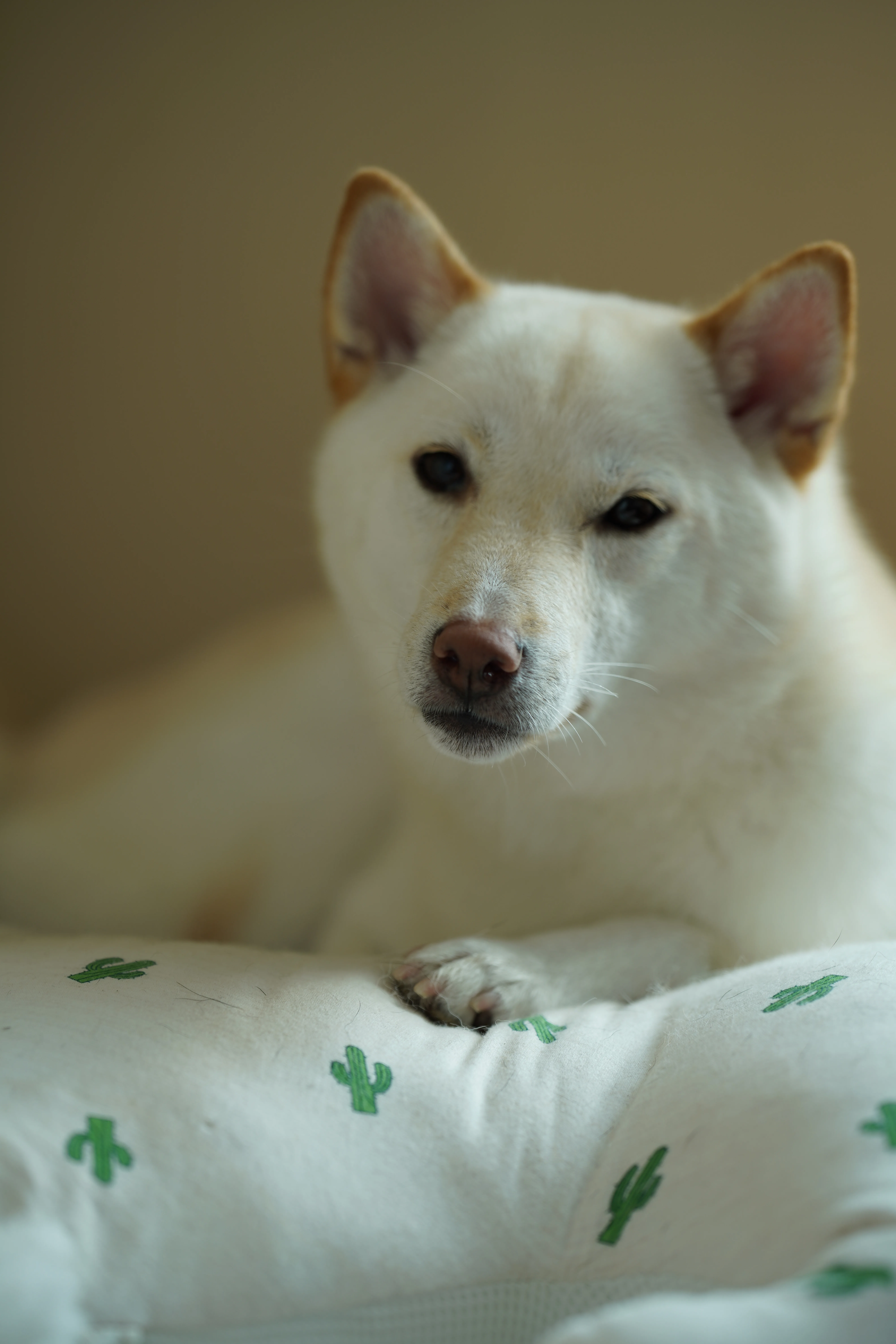 SHIBA SHIBAINU LILLY