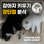 강아지 키우기 장단점 분석