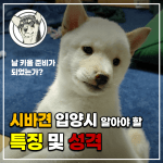시바견 입양 전 알아야할 특징 및 성격