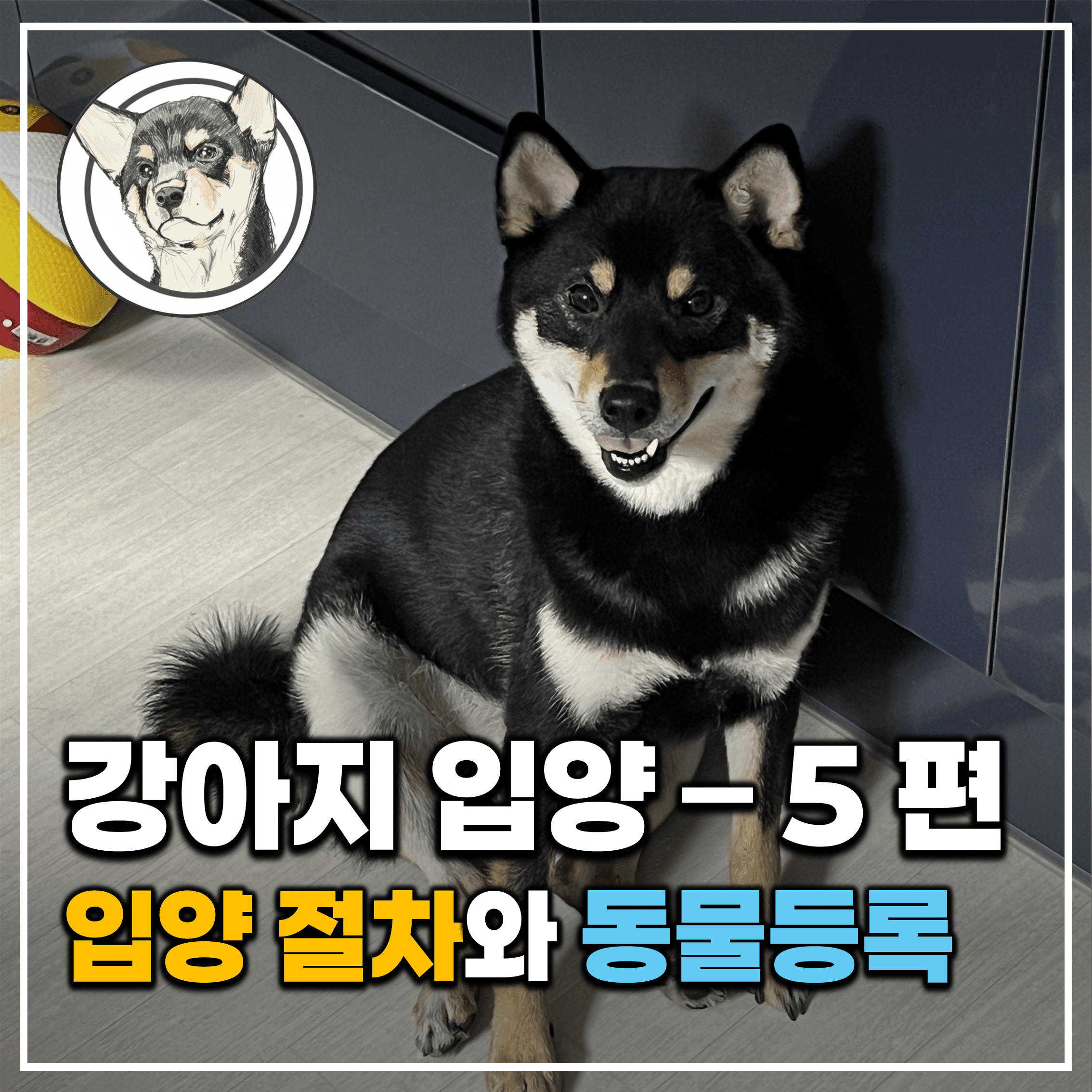 드디어 만났다! 입양 절차와 동물등록, 그리고 안전 이동 전략