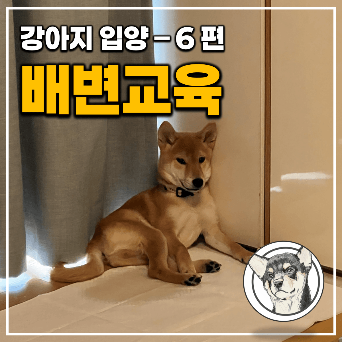 “첫 배변이 평생을 결정합니다” 입양 후 강아지 배변 교육