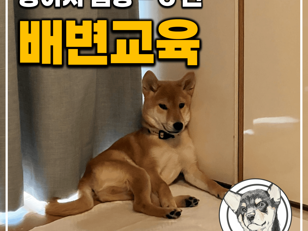 “첫 배변이 평생을 결정합니다” 입양 후 강아지 배변 교육